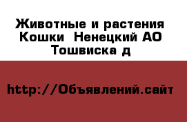 Животные и растения Кошки. Ненецкий АО,Тошвиска д.